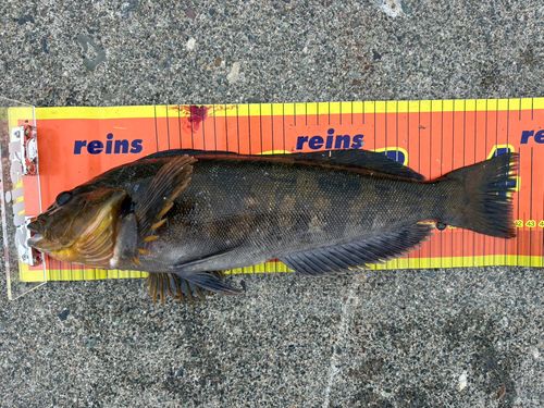 アイナメの釣果