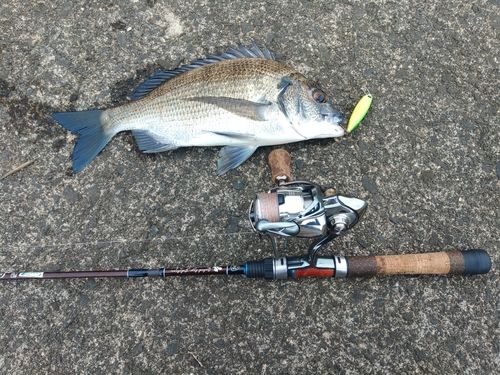 ミナミクロダイの釣果