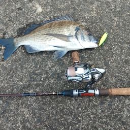 ミナミクロダイ