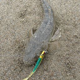 マゴチ