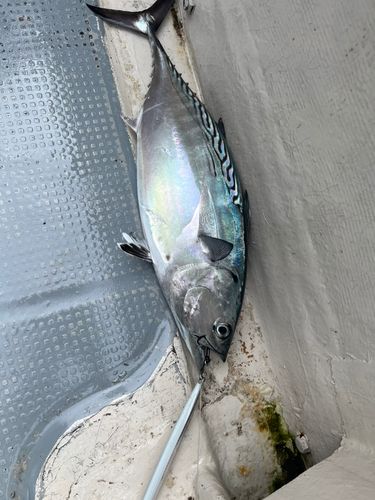 スマガツオの釣果
