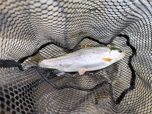 ニジマスの釣果