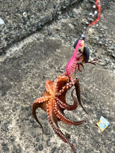 タコの釣果
