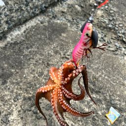 タコ