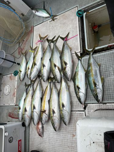 ワラサの釣果