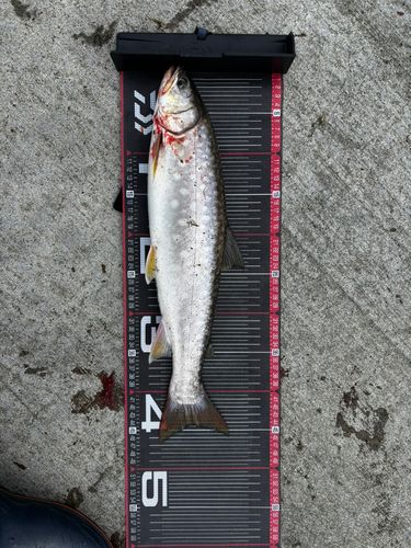 ウミアメの釣果
