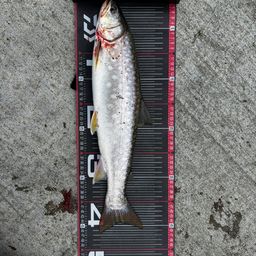 ウミアメ
