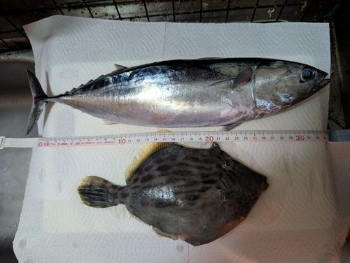 釣果