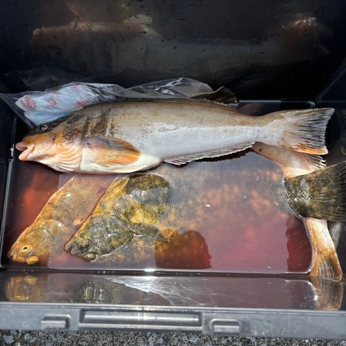 アブラコの釣果