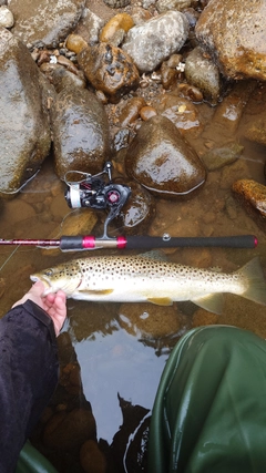 ブラウントラウトの釣果