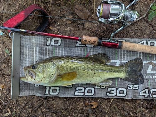 ラージマウスバスの釣果