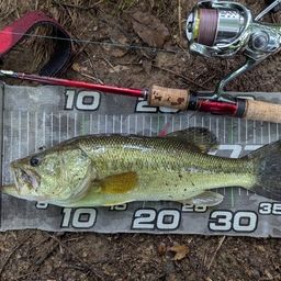 ラージマウスバス