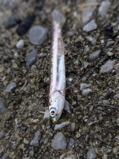 イワシの釣果