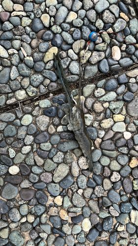 テナガエビの釣果