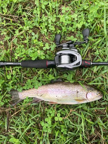 ニジマスの釣果