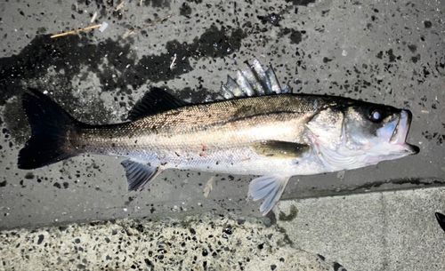 スズキの釣果