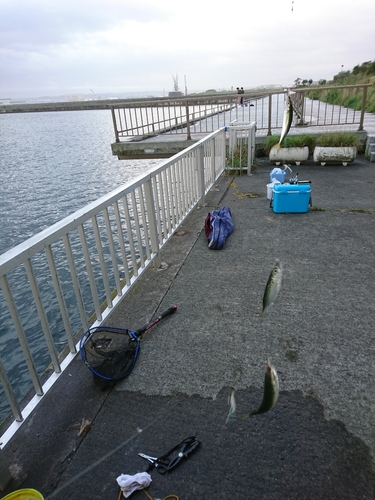 サバの釣果