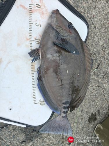 サンノジの釣果