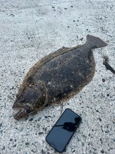 ヒラメの釣果