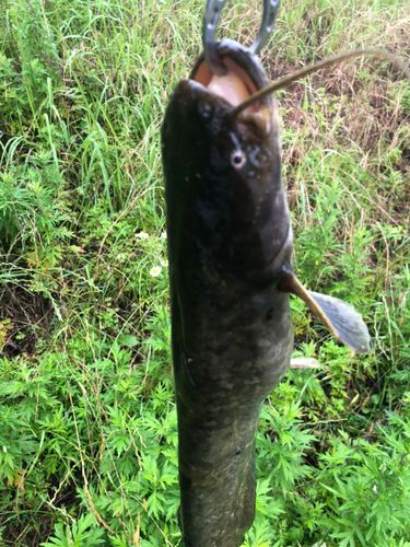 ナマズの釣果