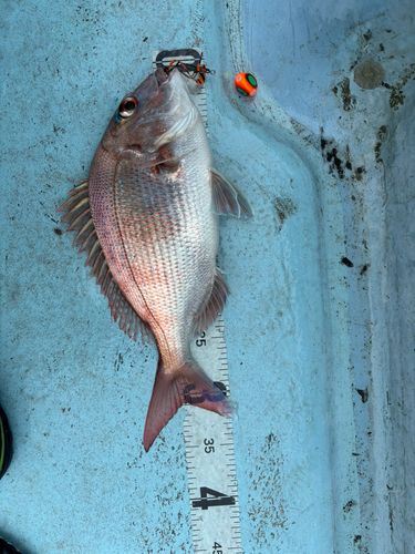 タイの釣果