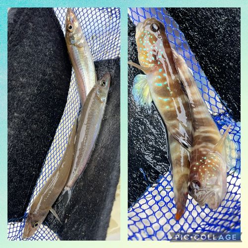 キスの釣果