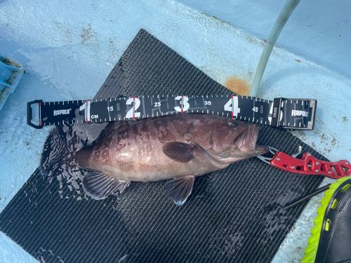 マハタの釣果