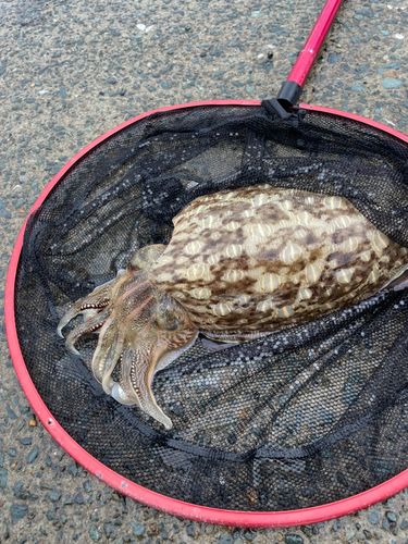 コウイカの釣果