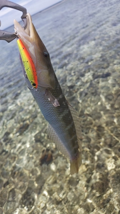 カマスベラの釣果