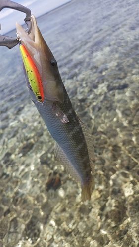 カマスベラの釣果