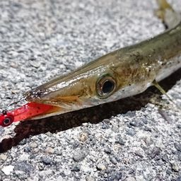 カマス