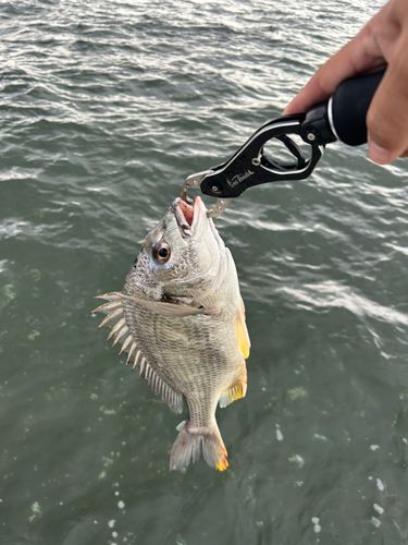 キビレの釣果