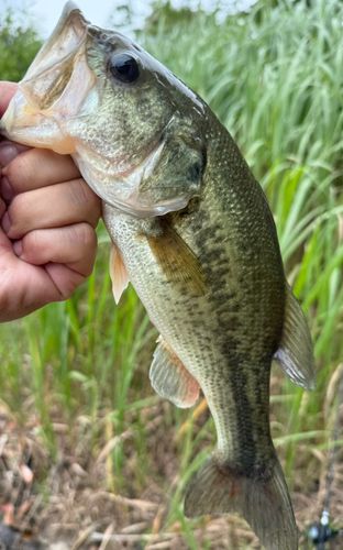 ブラックバスの釣果