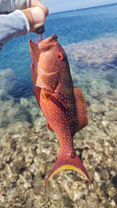 バラハタの釣果