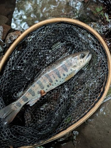 アマゴの釣果