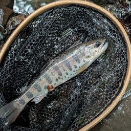 アマゴ