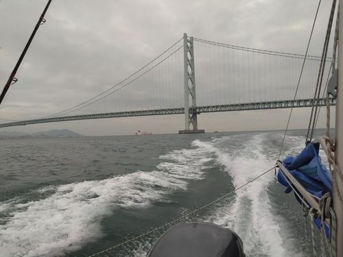 タコの釣果