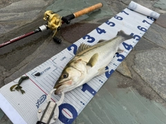 シーバスの釣果