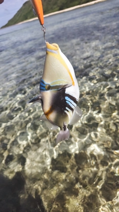 ムラサメモンガラの釣果