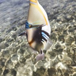 ムラサメモンガラ