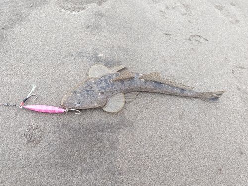 マゴチの釣果