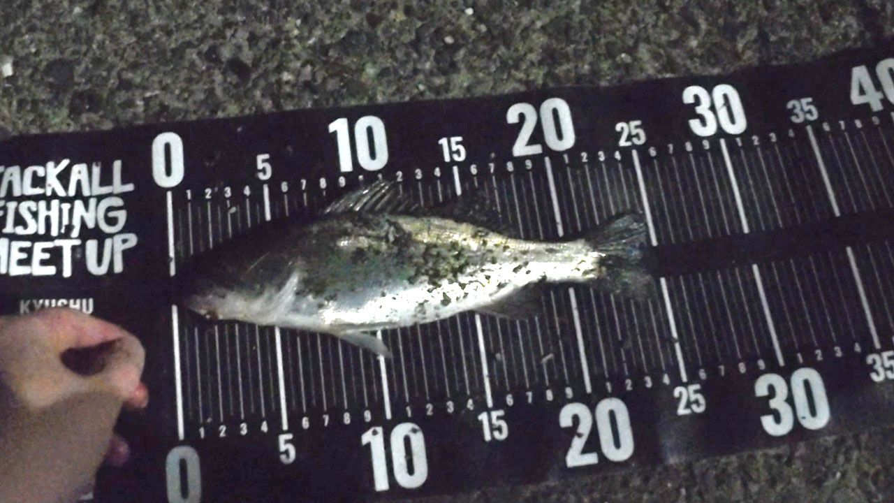 セイゴ（マルスズキ）