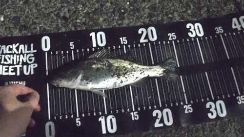 セイゴ（マルスズキ）の釣果