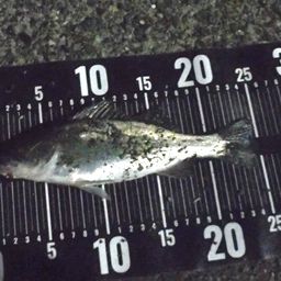 セイゴ（マルスズキ）