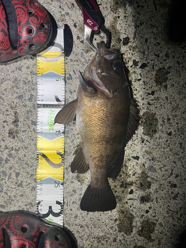 クロメバルの釣果