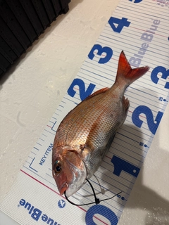 マダイの釣果