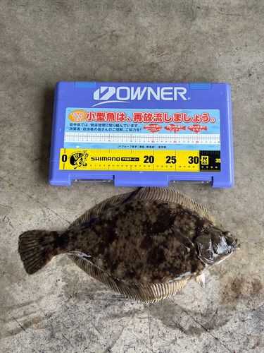 マコガレイの釣果