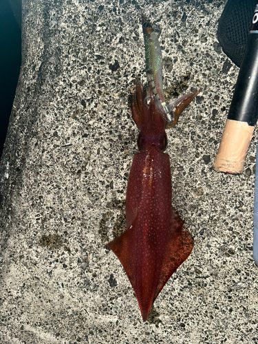 ケンサキイカの釣果