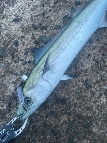 サゴシの釣果