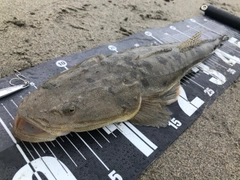 マゴチの釣果